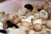 Выведение птенцов в домашних инкубаторах