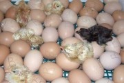 Режимы инкубации яиц домашней птицы