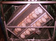 Неправильное поворачивание яиц при инкубации