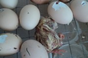 Ошибки инкубации яиц - избыточная влажность