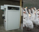 На гусиной ферме БИОН-4000зт